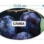 Стікер Слива