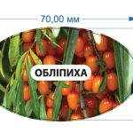 Стікер Обліпиха