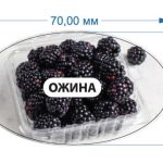 Стікер Ожина