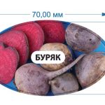 Стікер Буряк