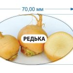 Стікер Редька