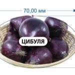 Стікер Цибуля (синя)